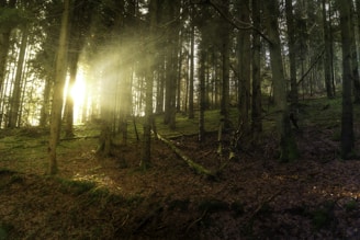the sun is shining through the trees in the forest