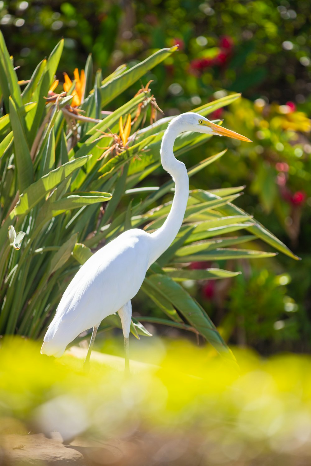 a large white bird standing next to a lush green plant