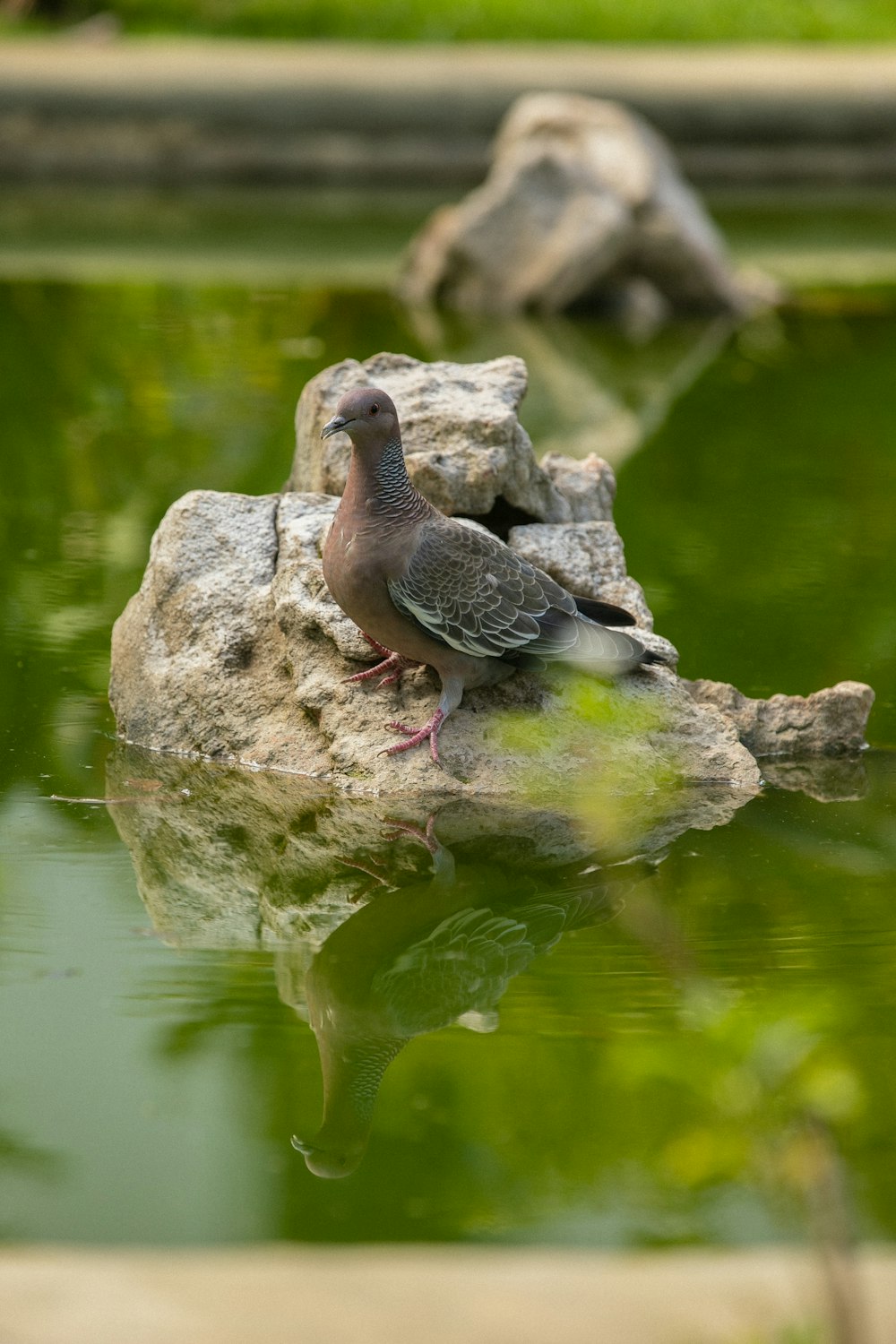 a couple of birds sitting on top of a rock in a pond