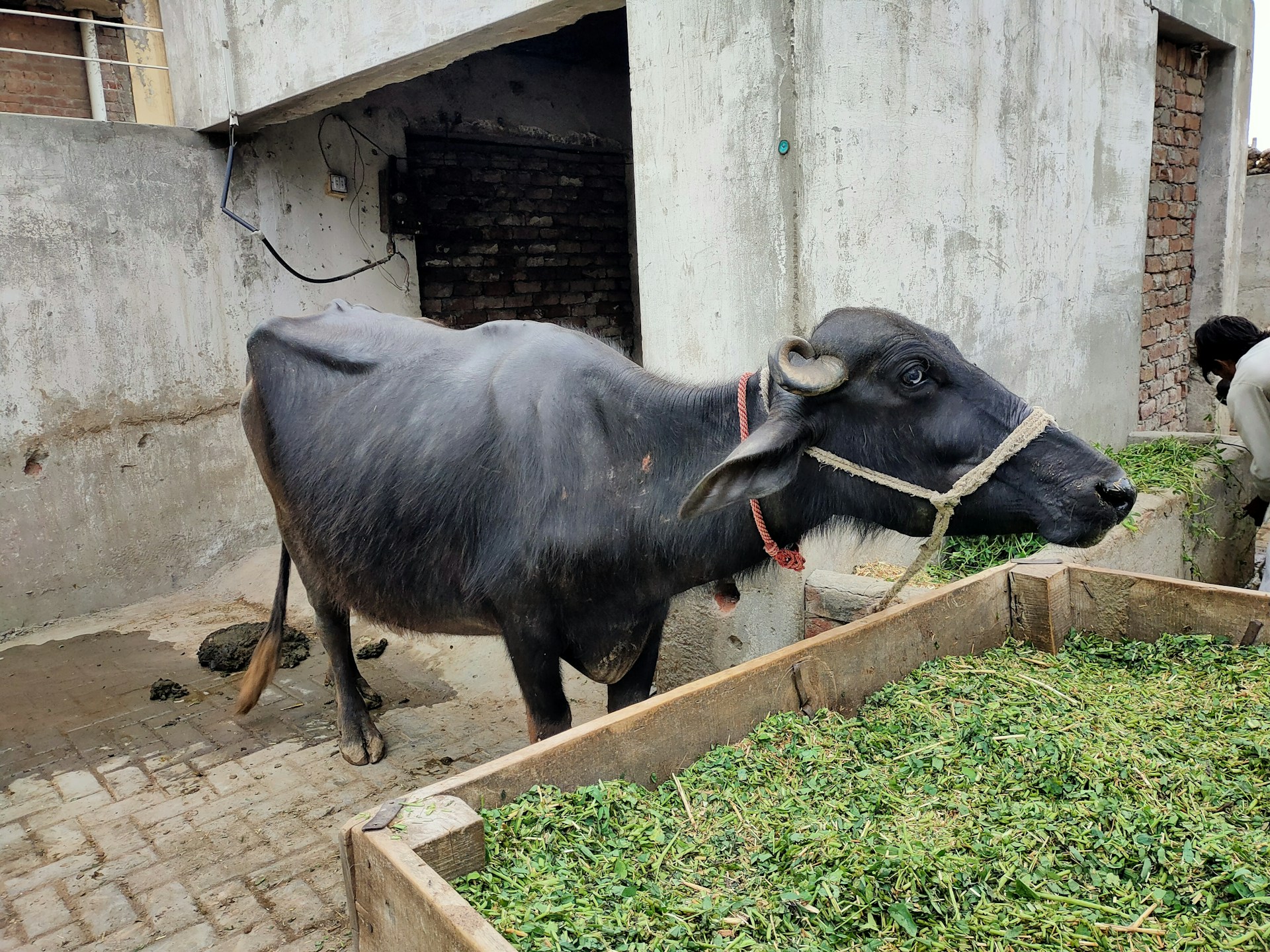 a couple of cows standing next to each other