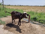 A farmer gently caring for a buffalo calf in a rustic farm setting.
