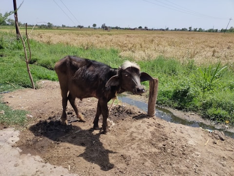 A farmer gently caring for a buffalo calf in a rustic farm setting.