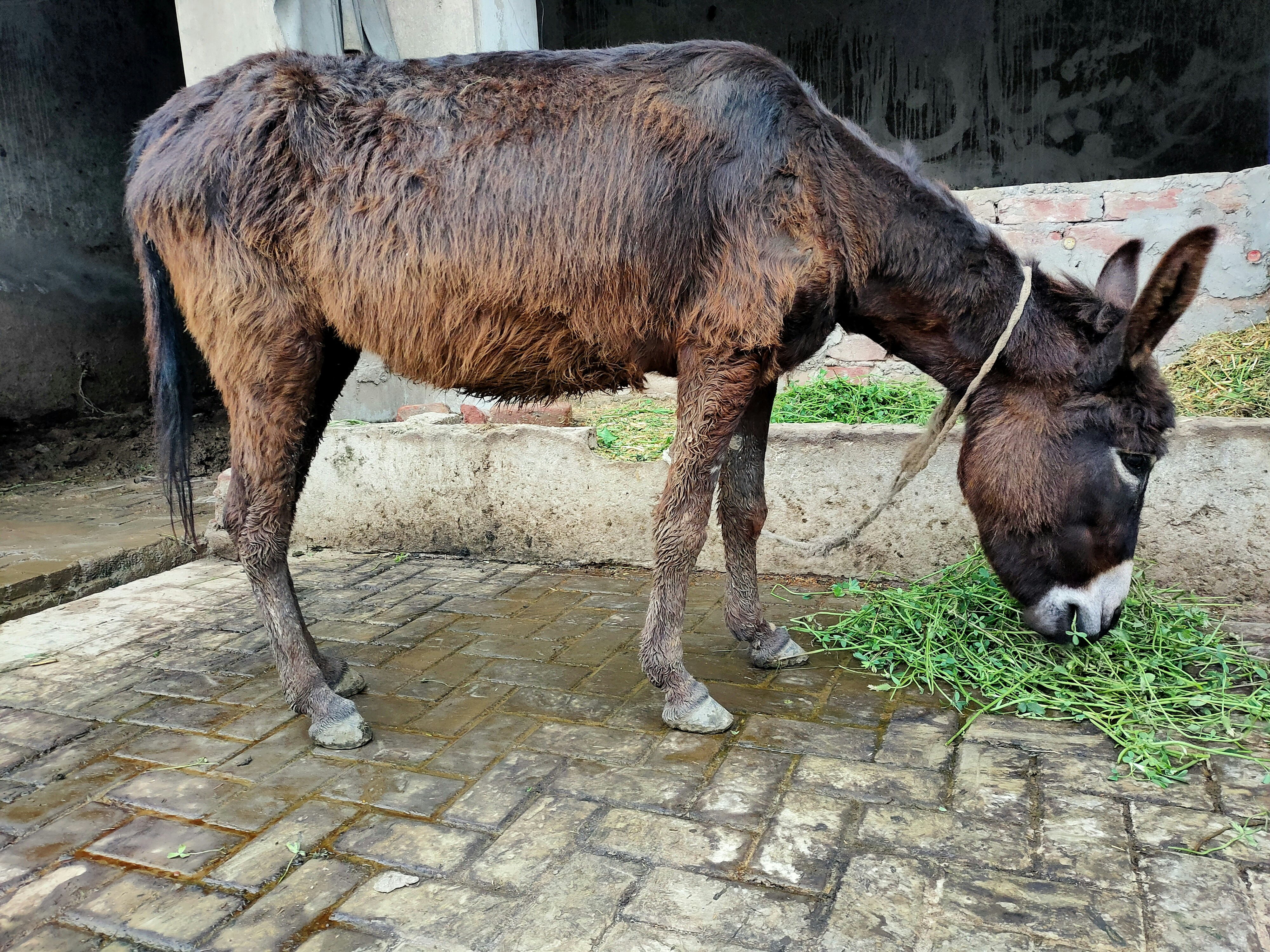 Did they return the Donkey?