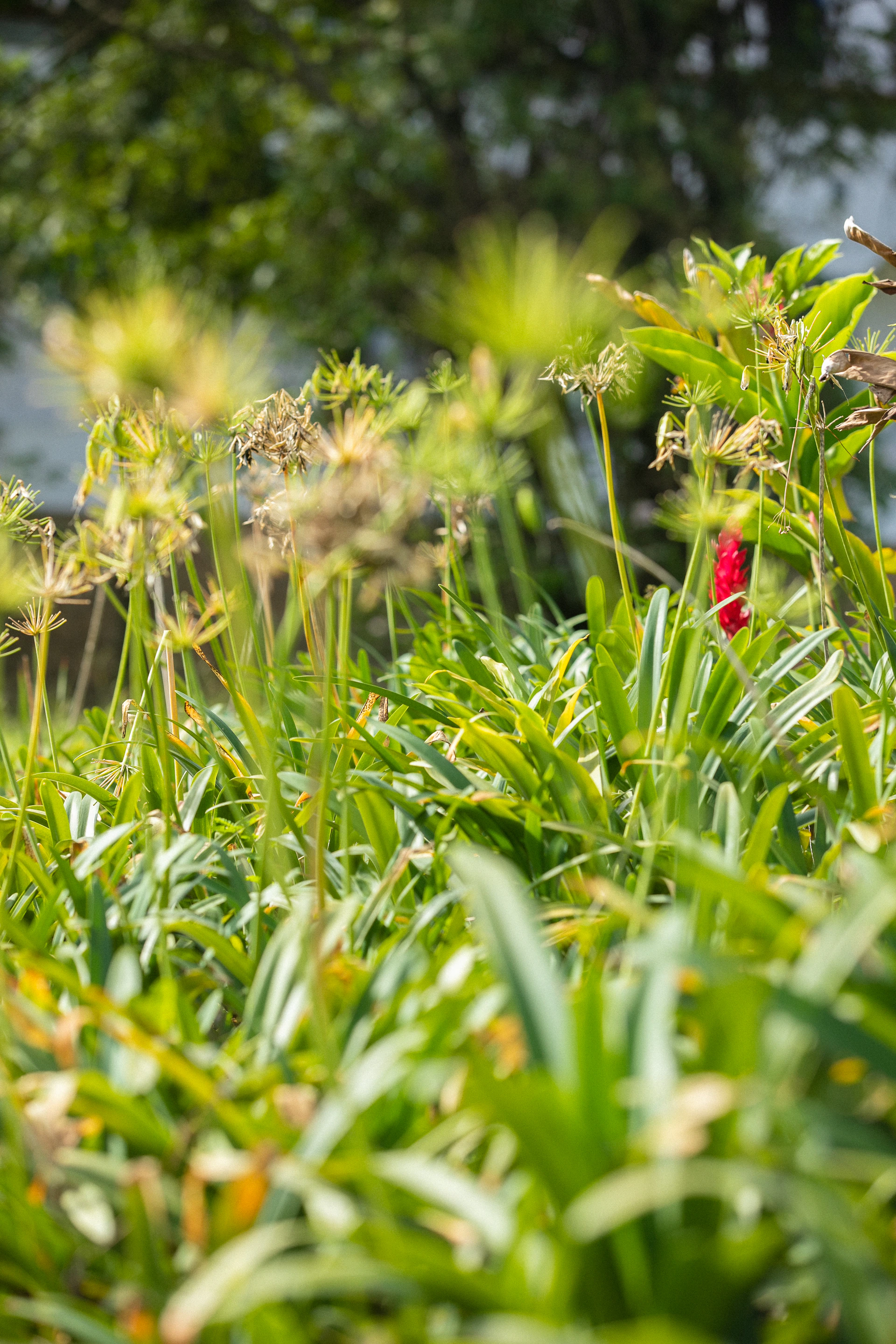 a red bird sitting on top of a lush green field