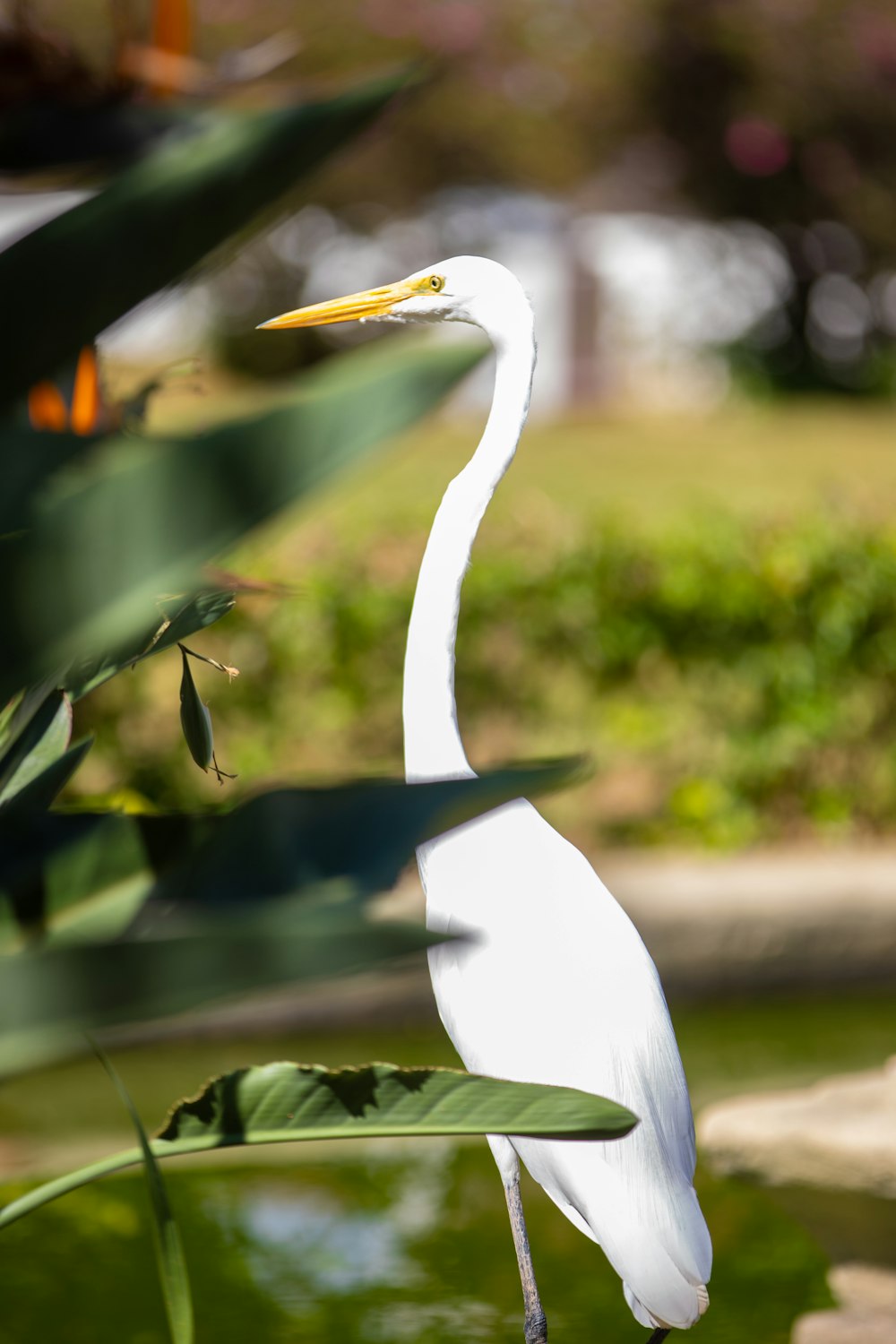 a white bird standing on top of a lush green field