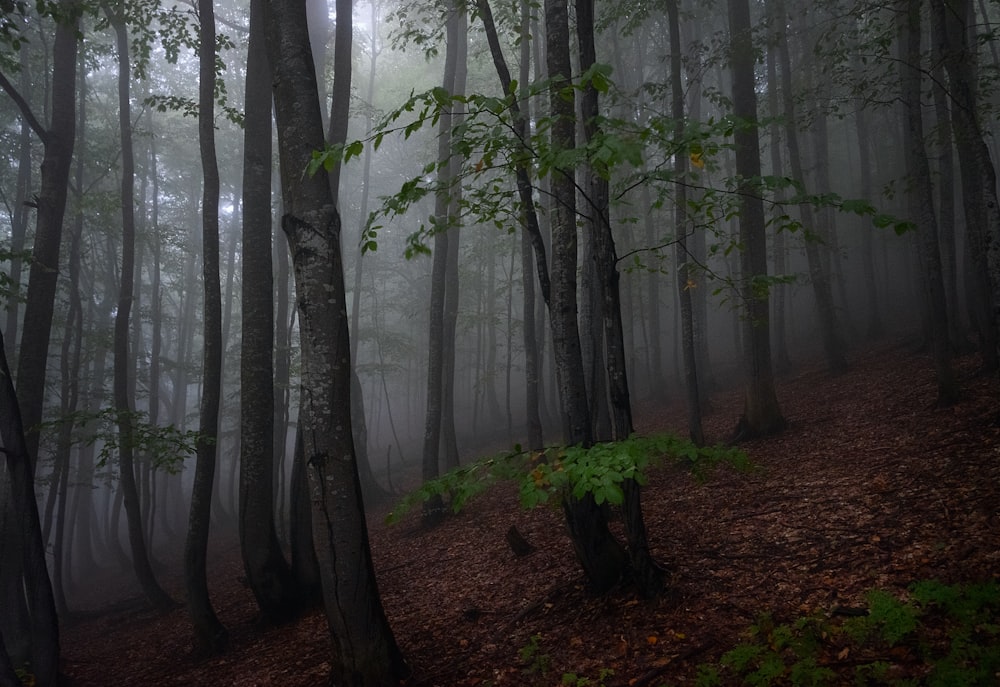 a foggy forest filled with lots of trees