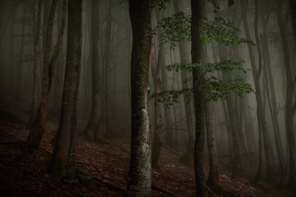 Ein nebliger Wald mit vielen Bäumen