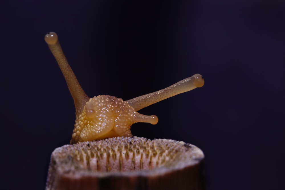 a close up of a snail on top of a tree stump