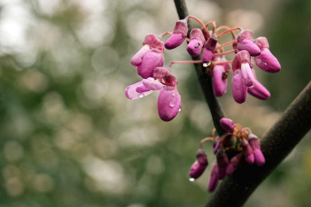 a close up of a flower on a tree branch