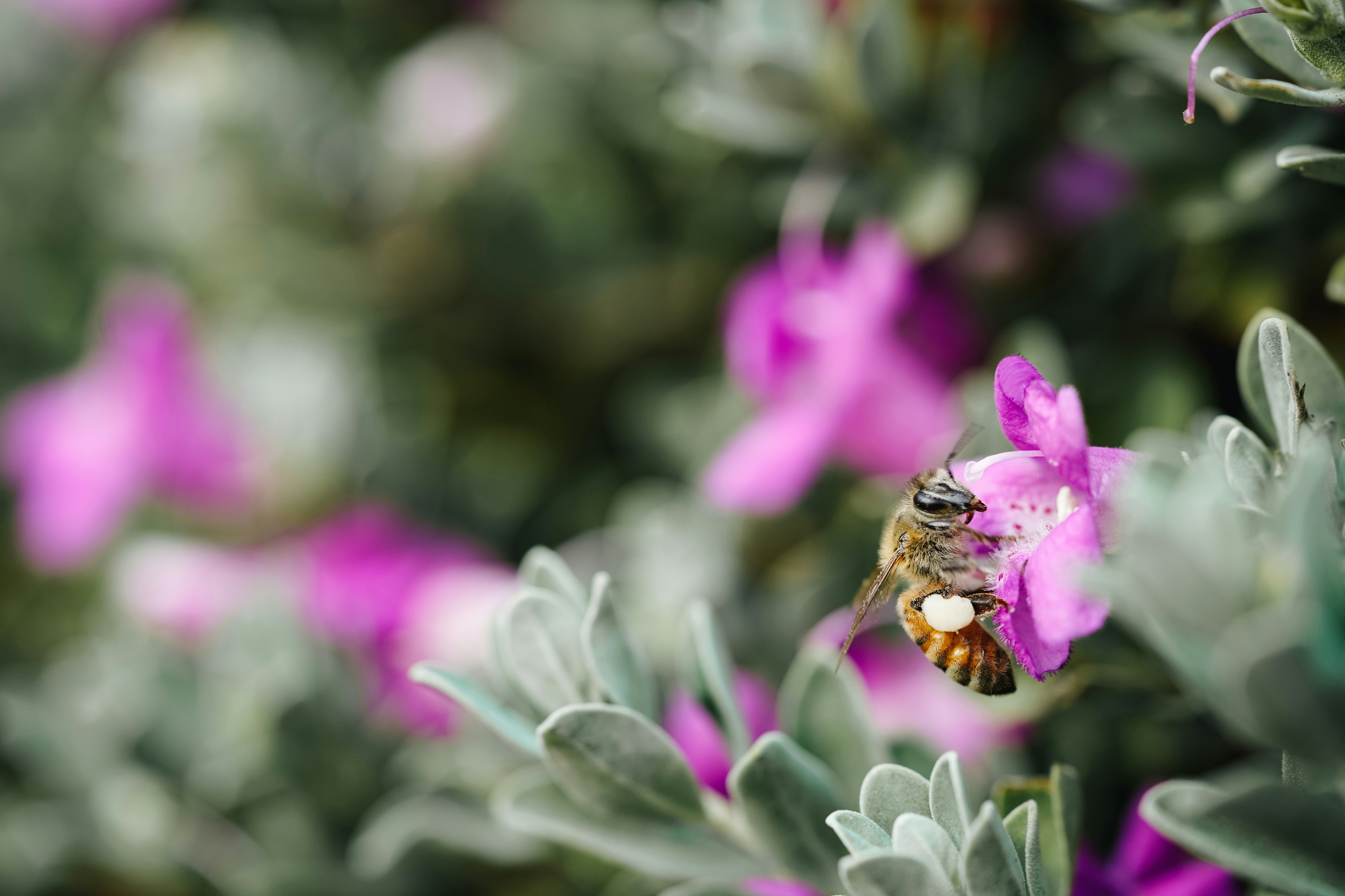 a bee that is sitting on a flower