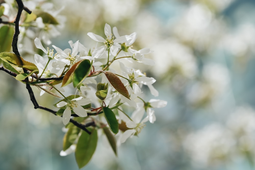 un ramo con fiori bianchi e foglie verdi