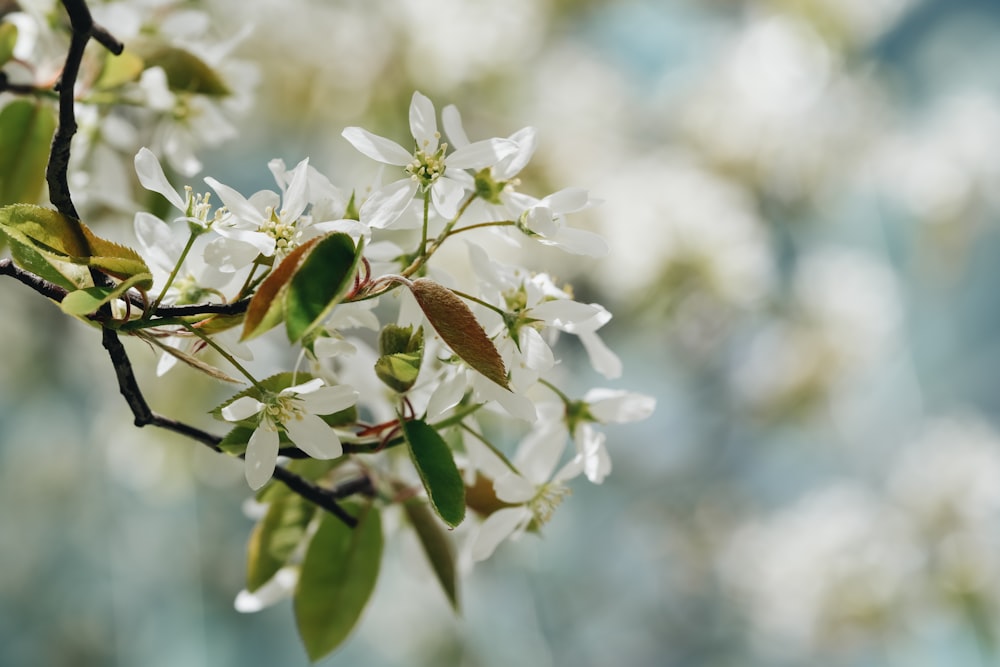 a branch with white flowers and green leaves