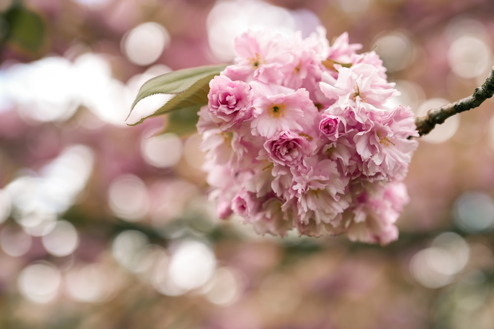 pink flowers are blooming on a tree branch