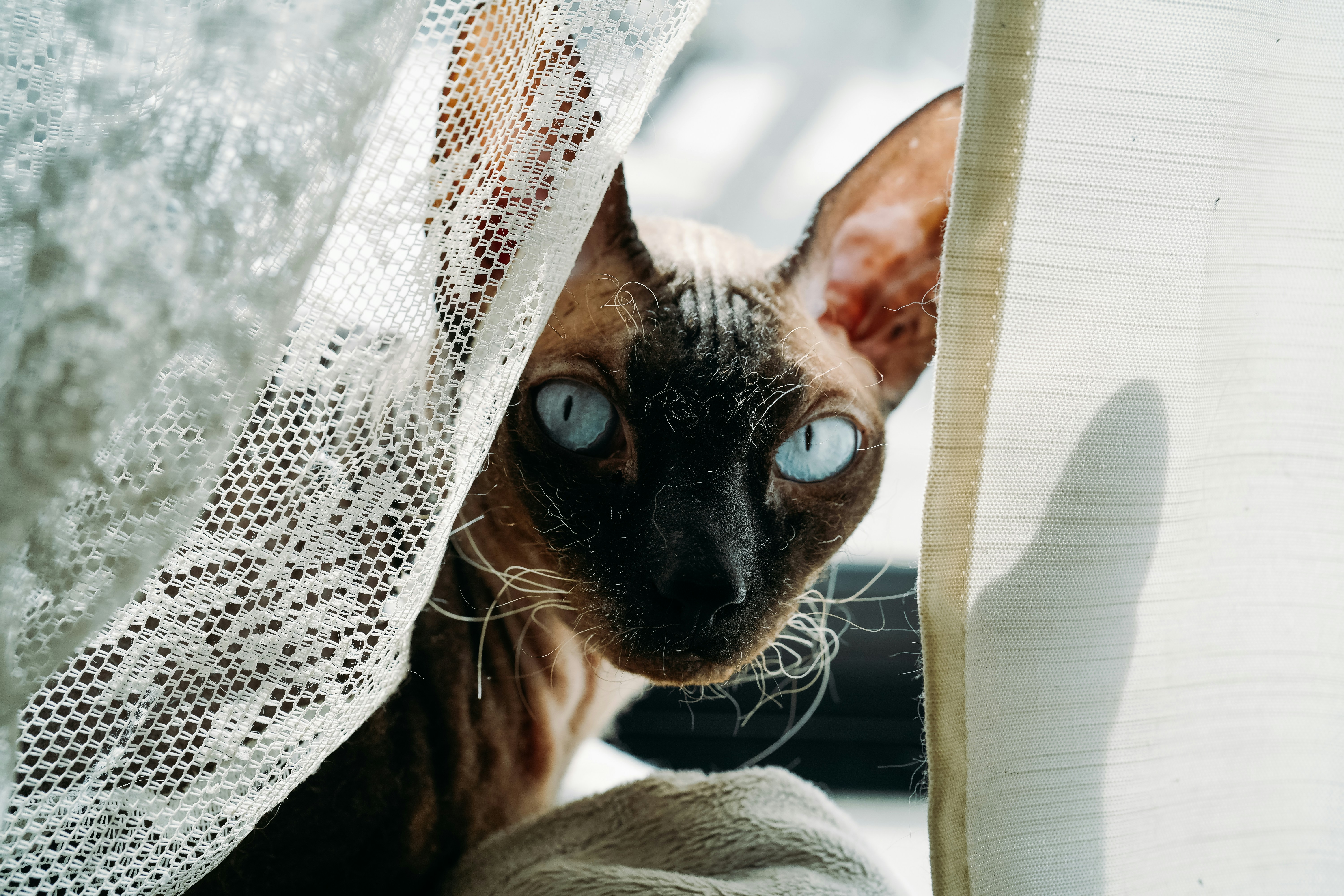 Expressive Eyes: Windows to Their Soul (image credits: unsplash)