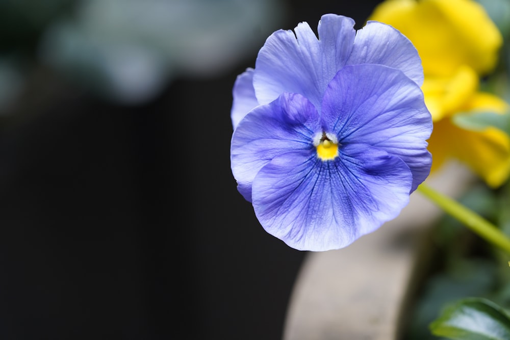 a close up of a blue flower with yellow flowers in the background