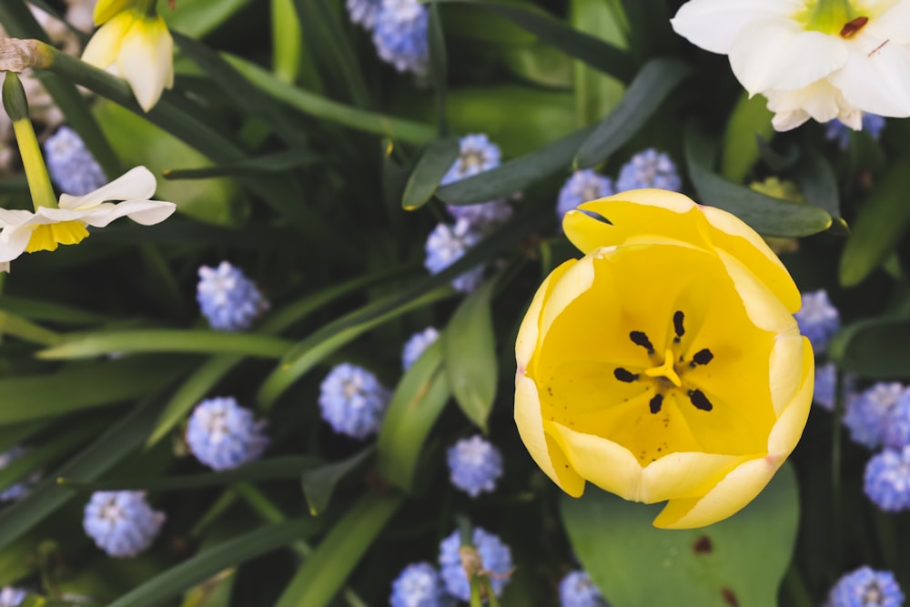 a close up of a yellow and white flower