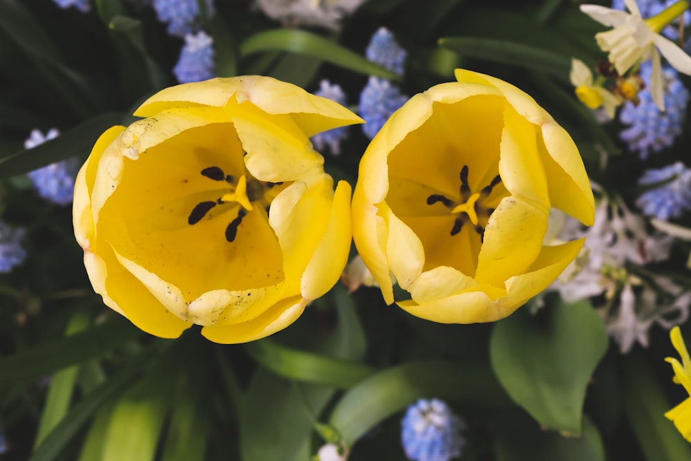 a couple of yellow flowers sitting next to each other