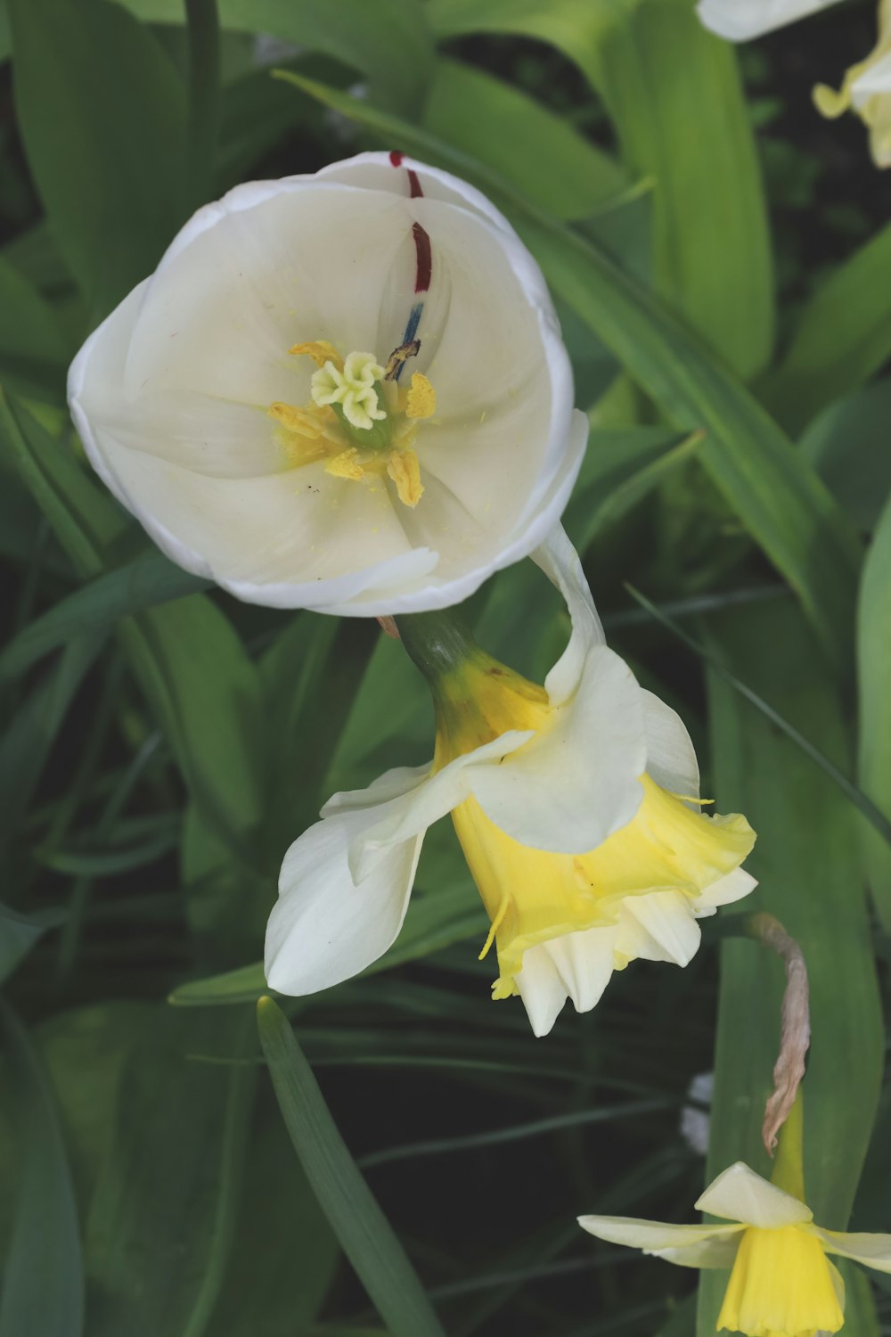 a close up of a white and yellow flower