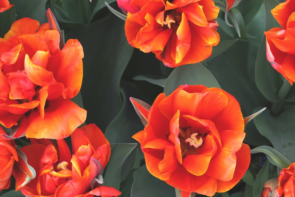 a group of orange flowers with green leaves