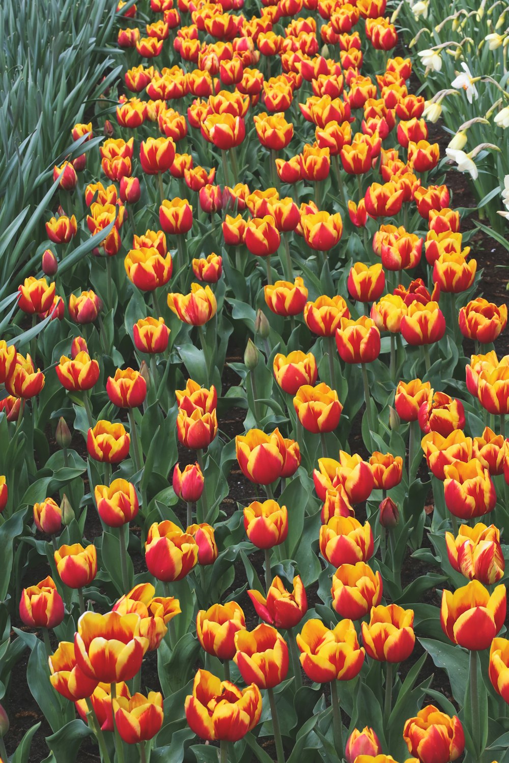 um campo cheio de tulipas amarelas e vermelhas