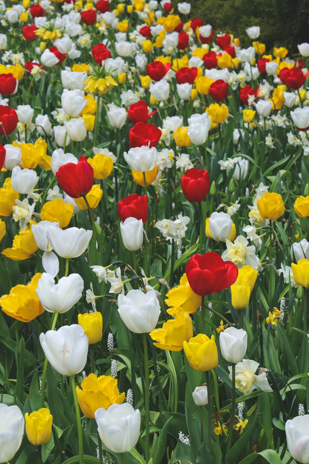 a field full of different colored tulips