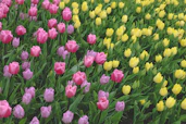 A vibrant field of blooming tulips along the Rhine River in springtime.
