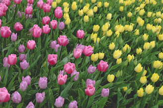 A vibrant field of blooming tulips along the Rhine River in springtime.