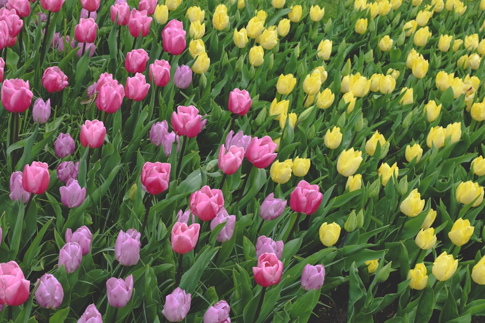 a field full of pink and yellow tulips