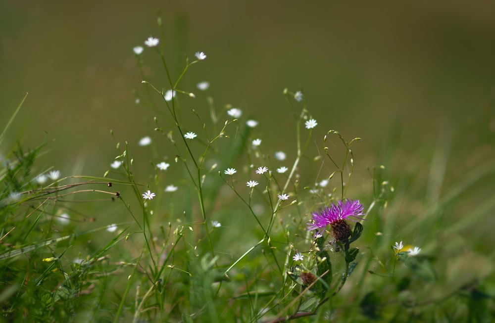 a small purple flower in a grassy field