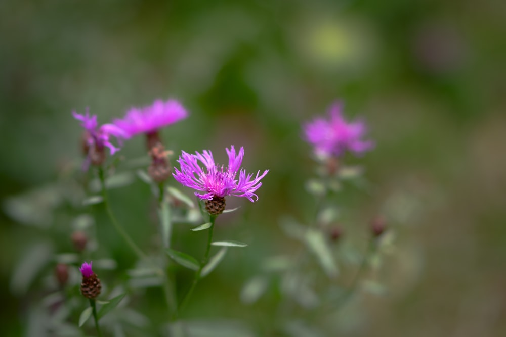 a close up of a bunch of purple flowers