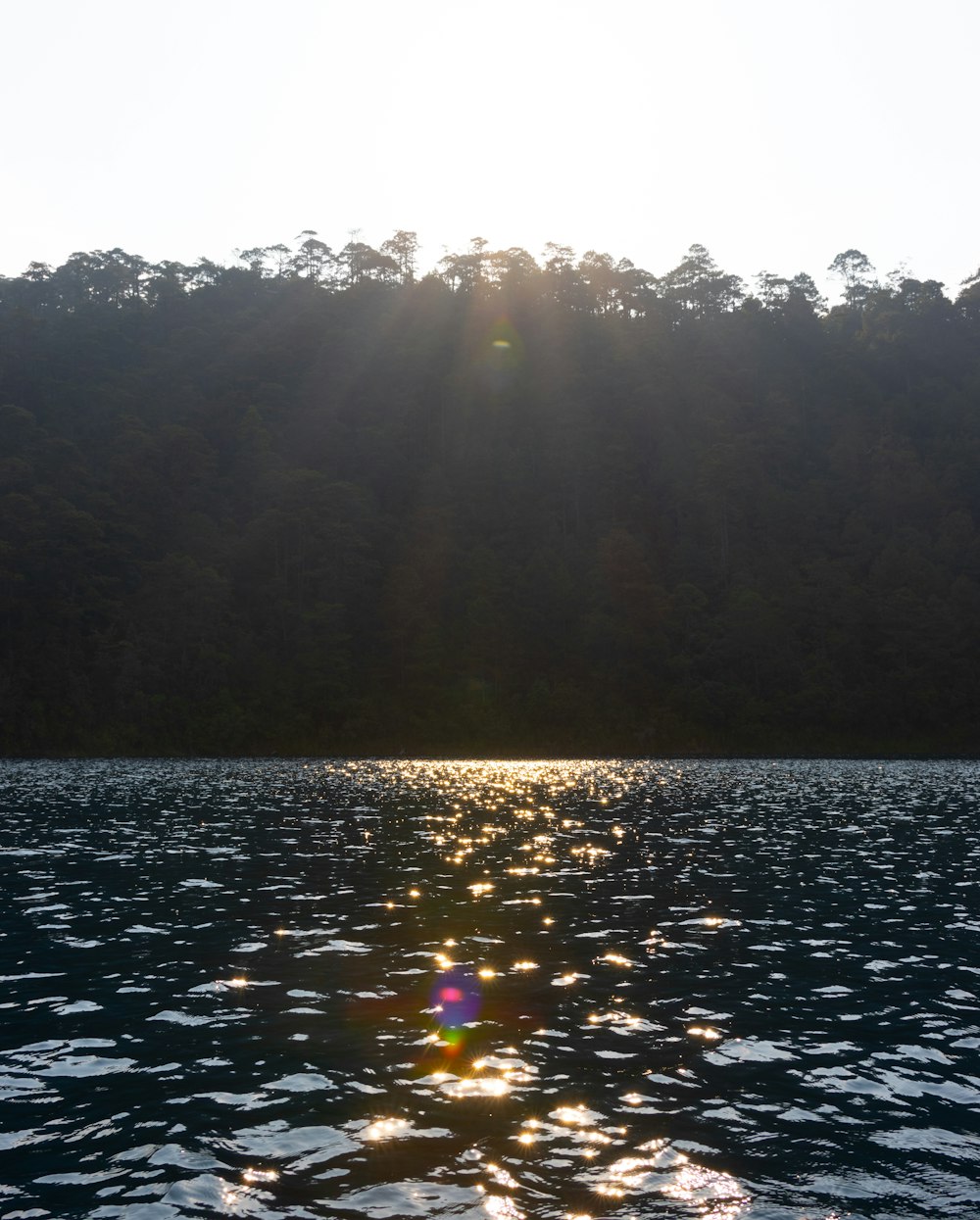 a body of water with trees in the background