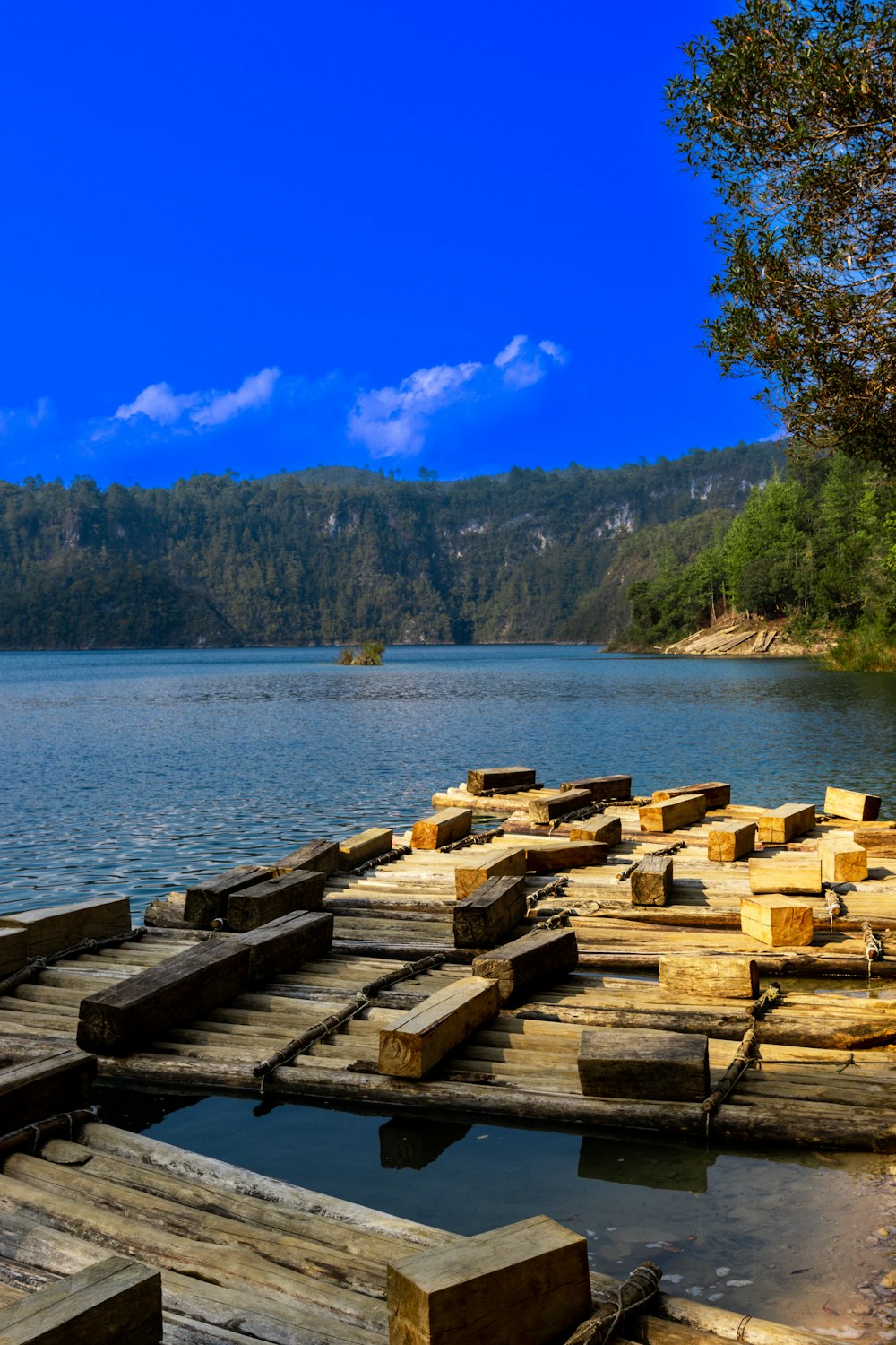 a large body of water surrounded by a forest