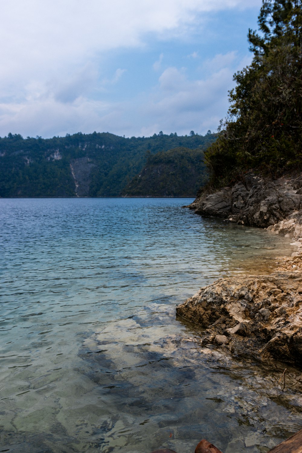 a large body of water surrounded by a forest