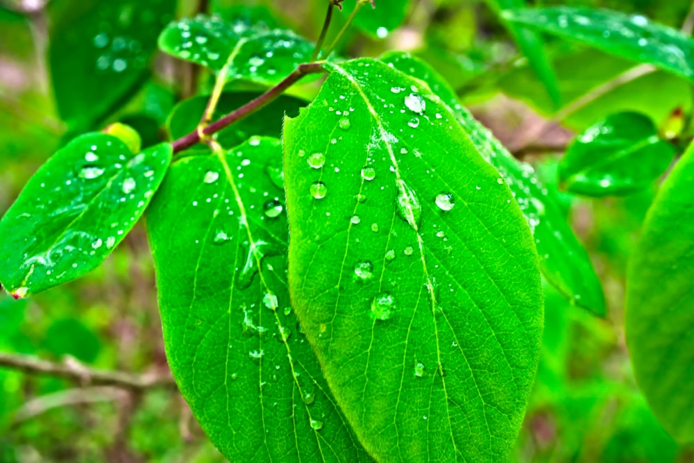 a green leaf with drops of water on it