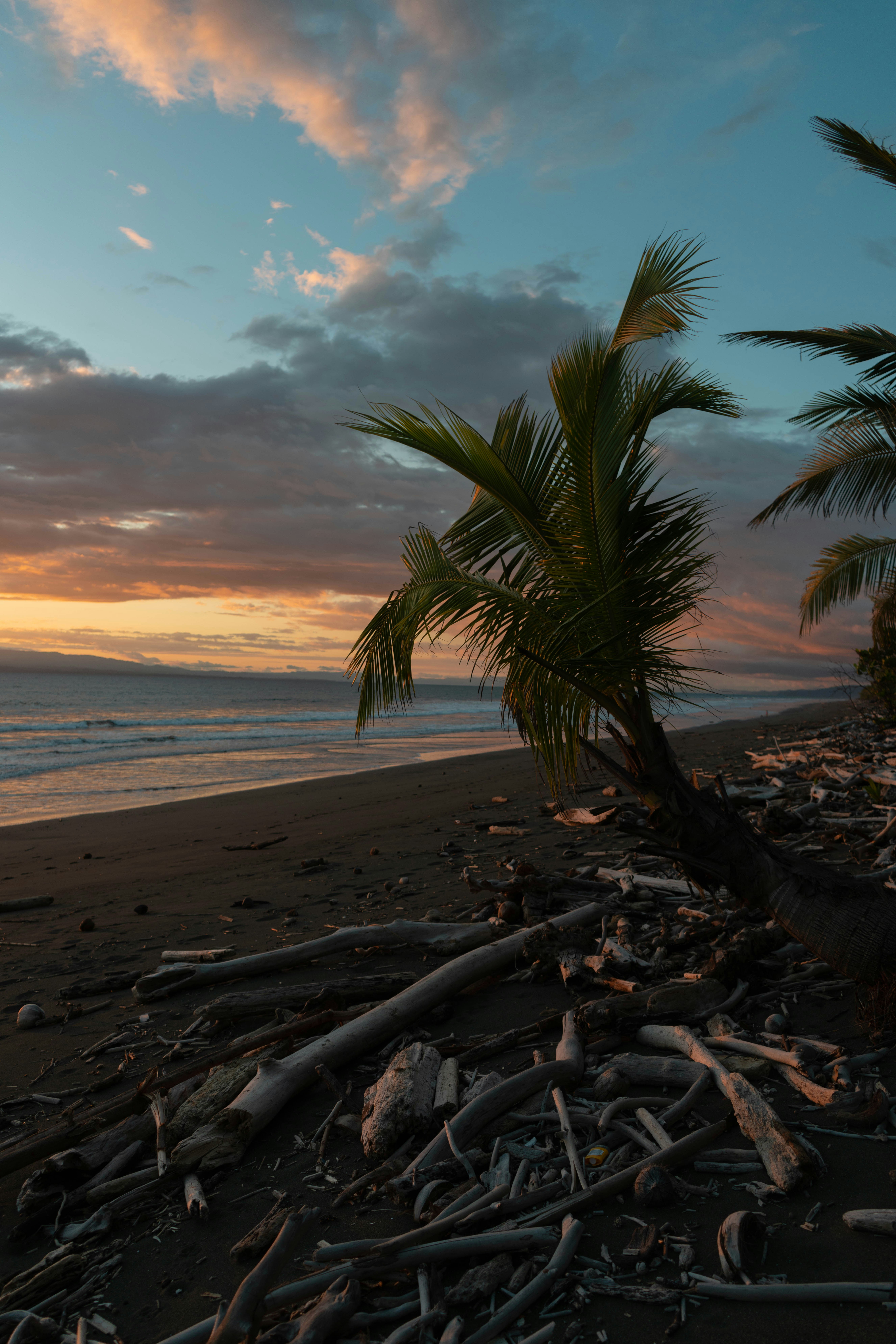 a palm tree on a beach with a sunset in the background