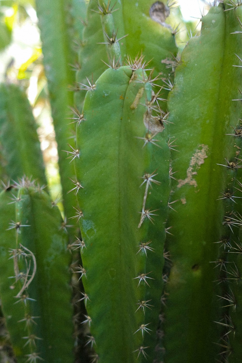 Eine Nahaufnahme einer grünen Kaktuspflanze