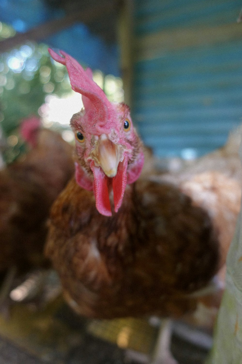 a close up of a chicken in a cage
