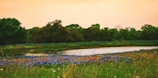 A serene landscape with lush greenery and vibrant flowers.