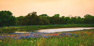 A serene landscape depicting diverse forms of life thriving together.