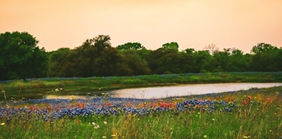 A serene landscape with lush greenery and vibrant flowers.