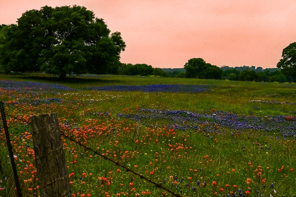 a field full of wildflowers and a barbed wire fence