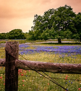 South Texas Land Clearing - Ranches