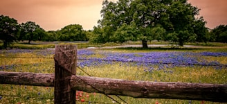 South Texas Land Clearing - Ranches