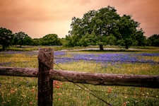 South Texas Land Clearing - Ranches