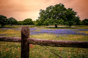 A charming countryside scene with blooming wildflowers and a rustic wooden fence.
