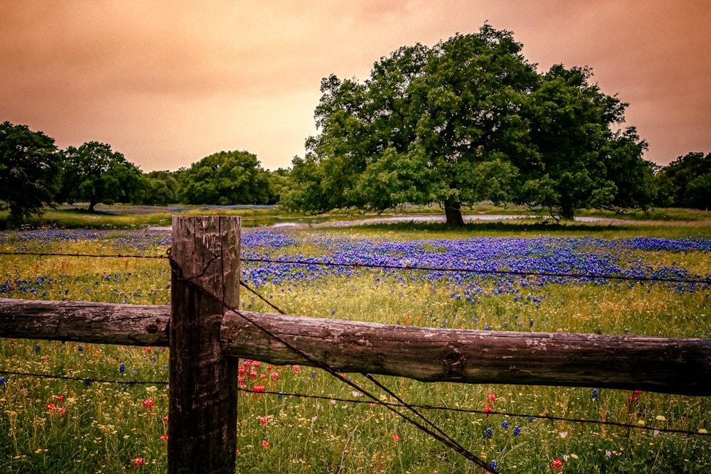 Ein Holzzaun in einem Feld mit Wildblumen