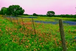 A peaceful countryside scene with wildflowers blooming near rustic farm tools.
