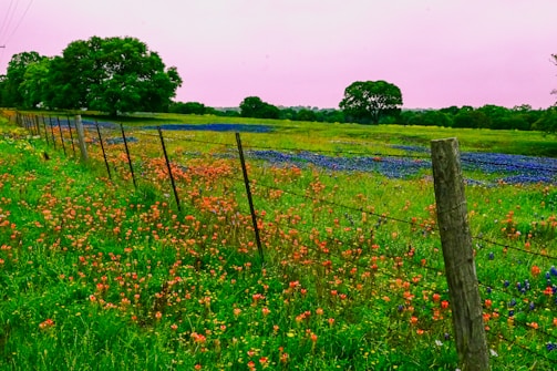 A peaceful countryside scene with wildflowers blooming near rustic farm tools.