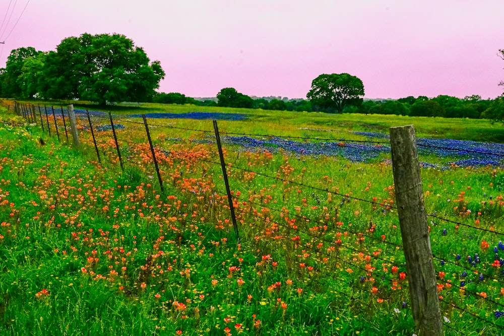 a field full of flowers next to a fence