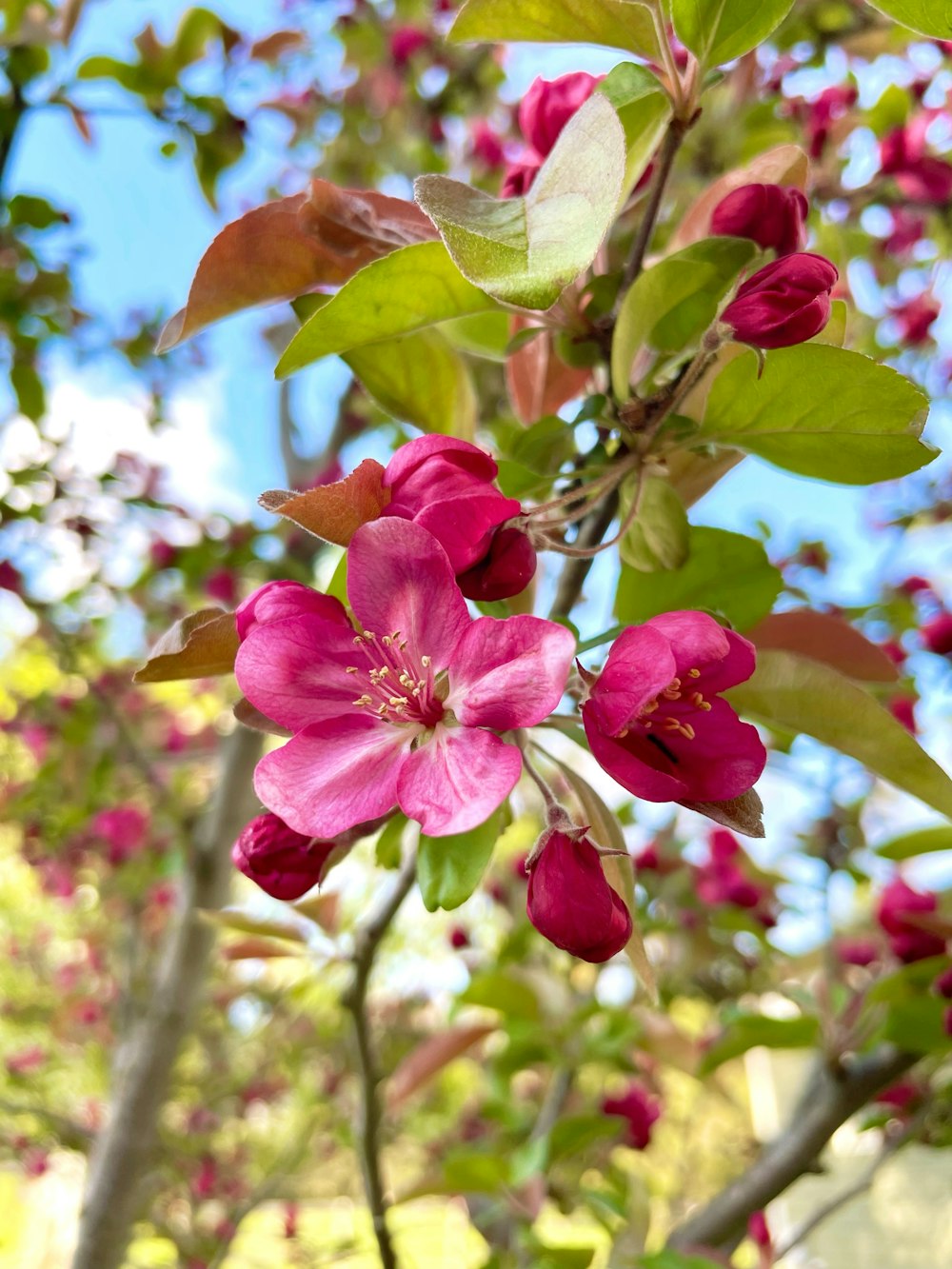 a tree with pink flowers and green leaves